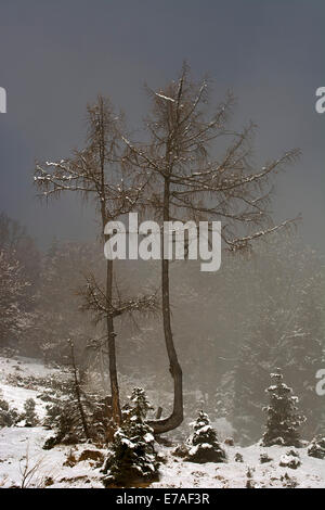 Europäische Lärchen (Larix Decidua) in Nebel im Winter, Achenkirch, Bründlalm Alm, Tirol, Österreich Stockfoto