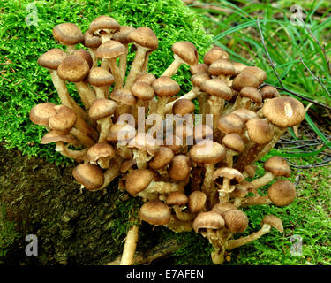 Kuehneromyces Stockschwämmchen (Synonym: Stockschwämmchen Pholiota), allgemein bekannt als die ummantelten Stockschwämmchen, ist ein essbarer Pilz. Stockfoto