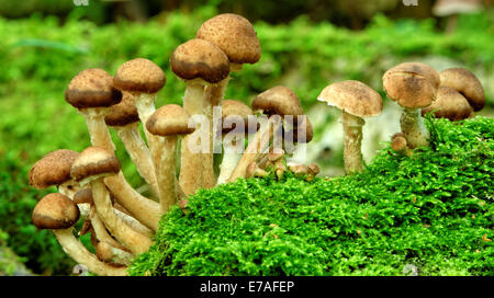 Kuehneromyces Stockschwämmchen (Synonym: Stockschwämmchen Pholiota), allgemein bekannt als die ummantelten Stockschwämmchen, ist ein essbarer Pilz. Stockfoto