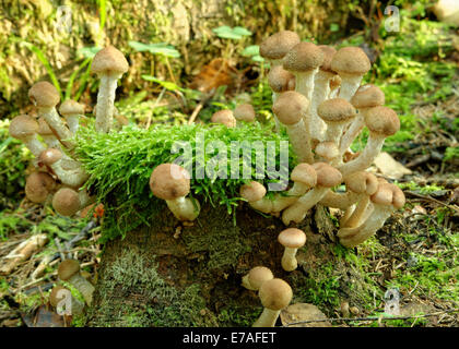 Kuehneromyces Stockschwämmchen (Synonym: Stockschwämmchen Pholiota), allgemein bekannt als die ummantelten Stockschwämmchen, ist ein essbarer Pilz. Stockfoto