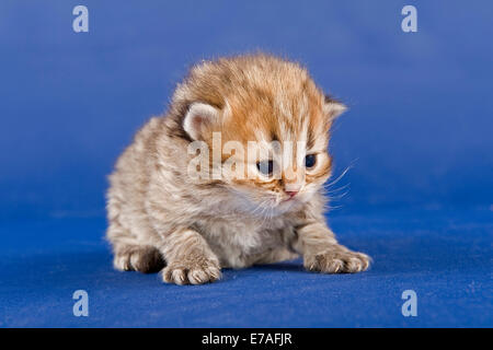 Perser Kätzchen, Golden Shaded Tortie, mit Nase Stockfoto