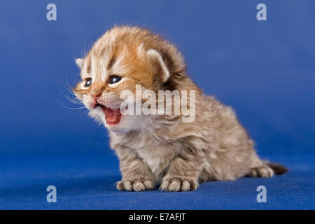 Perser Kätzchen, Golden Shaded Tortie, mit Nase Stockfoto