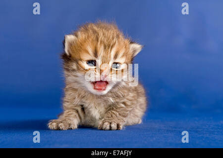 Perser Kätzchen, Tortie Shaded Golden, mit Nase Stockfoto