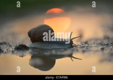 Burgund-Schnecke (Helix Pomatia), kriecht zwischen Pfützen vor der untergehenden Sonne, Thüringen, Deutschland Stockfoto