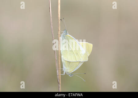 Kleine weiße oder Kohlweißling Schmetterlinge (Pieris Rapae), Paarung, Thüringen, Deutschland Stockfoto