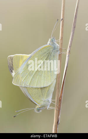 Kleine weiße oder Kohlweißling Schmetterlinge (Pieris Rapae), Paarung, Thüringen, Deutschland Stockfoto