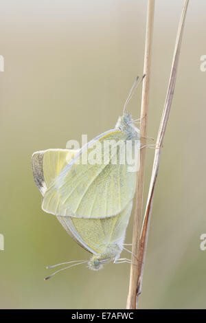 Kleine weiße oder Kohlweißling Schmetterlinge (Pieris Rapae), Paarung, Thüringen, Deutschland Stockfoto