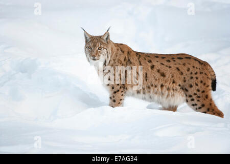 Eurasischer Luchs (Lynx Lynx) stehen im Schnee, Tiergehege, Nationalpark Bayerischer Wald, Bayern, Deutschland Stockfoto