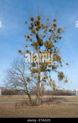 Europäische Mistel oder gemeinsame Mistel (Viscum Album) wächst auf einer Pappel (Populus sp), Sachsen-Anhalt, Deutschland Stockfoto