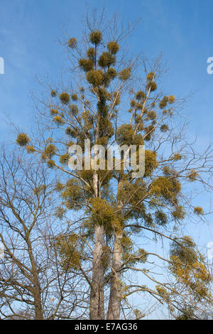 Europäische Mistel oder gemeinsame Mistel (Viscum Album) wächst auf einer Pappel (Populus sp), Sachsen-Anhalt, Deutschland Stockfoto