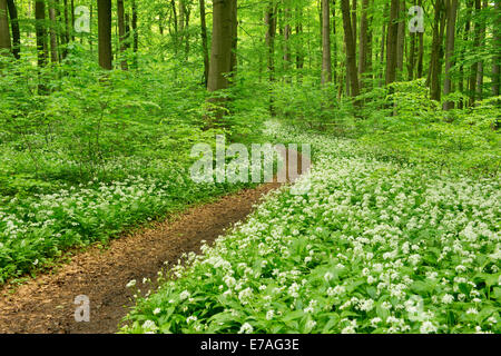 Pfad in einem Frühlingswald blühen wilde Knoblauch oder Bärlauch (Allium Ursinum), Nationalpark Hainich, Thüringen, Deutschland Stockfoto