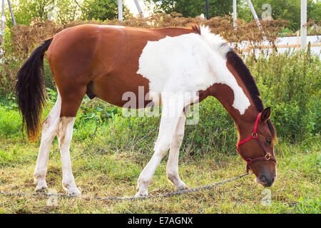 Foto Vollblut Pferd mit einer ungewöhnlichen Farbe, die auf einer Wiese weideten Stockfoto