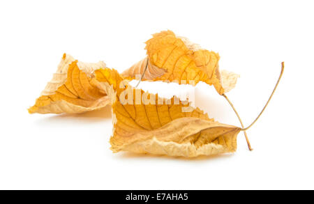 Herbstlaub isolierten auf weißen Hintergrund Stockfoto