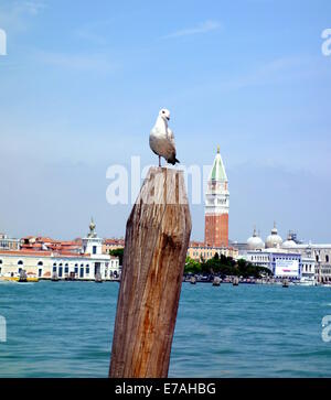 Möwe und San Marco Campanile in Venedig Stockfoto