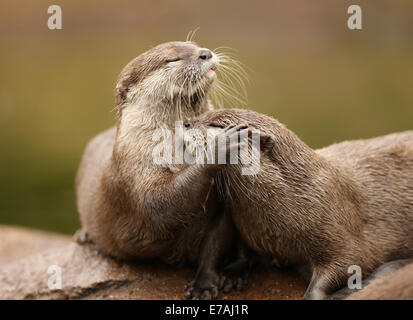 Ein paar Oriental Short-Clawed Otter kuscheln Stockfoto