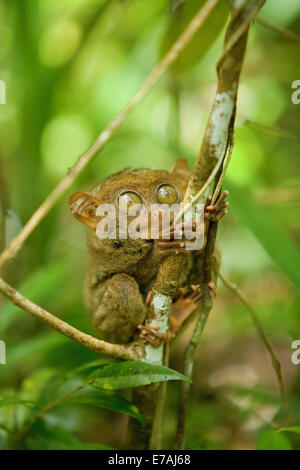 Koboldmaki klammerte sich an einem Baum. Stockfoto