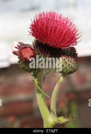 Schottland - Natur: Scottish Thistle - Schottisch Distel in Schottland ("Scotch/Scottish Thistle") Oder "Baumwolldistel" ("Eselsdistel") anheizt des Wollartigen ab (Daher Auch Schwed. "Ulltistel" - "Wolldistel") insgesamt, ist Seit Dem 13. Halbmonatsschrift Wappenpflanze Schottlands Und der Stewartsdie. (Gemeine) Eselsdistel (Onopordum Acanthium), Auch Krebsdistel, Wolldistel, Krampfdistel dimmed, ist Eine Pflanzenart in der Unterfamilie der Carduoideae ist der Familie der Korbblütler (Asteraceae). Stockfoto