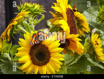 Kleiner Fuchs Schmetterling Fütterung auf Sonnenblumen Stockfoto