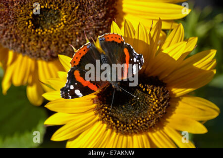 Red Admiral Schmetterling Fütterung auf Sonnenblumen in einem englischen Cottage-Garten Stockfoto