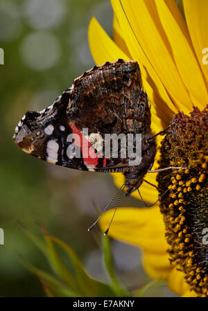 Red Admiral Schmetterling Fütterung auf Sonnenblumen in einem englischen Cottage-Garten Stockfoto