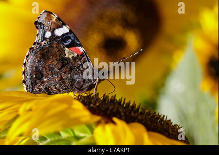 Red Admiral Schmetterling Fütterung auf Sonnenblumen in einem englischen Cottage-Garten Stockfoto