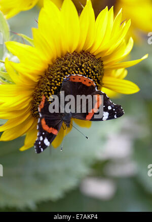 Red Admiral Schmetterling Fütterung auf Sonnenblumen in einem englischen Cottage-Garten Stockfoto
