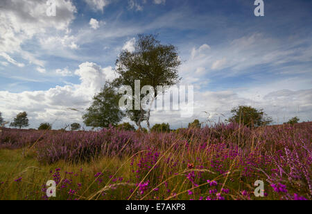 Westleton Heide, Suffolk, England, UK Stockfoto