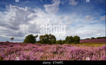 Westleton Heide, Suffolk, England, UK Stockfoto