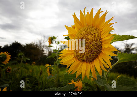 Sonnenblumen wachsen am Rande der landwirtschaftlichen Flächen in Suffolk, UK Stockfoto