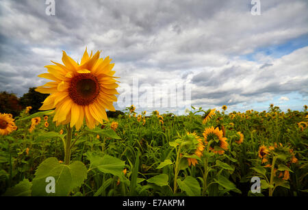 Sonnenblumen wachsen am Rande der landwirtschaftlichen Flächen in Suffolk, UK Stockfoto