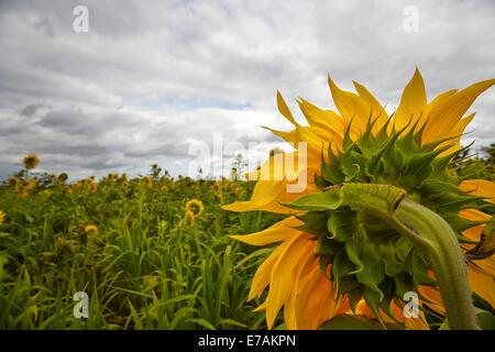 Sonnenblumen wachsen am Rande der landwirtschaftlichen Flächen in Suffolk, UK Stockfoto