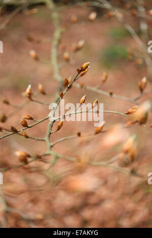 Knospen des neuen Lebens - die Kraft von Gaia © Jane Ann Butler Fotografie JABP1301 Stockfoto