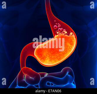 Magensäure - Anatomie des Menschen Stockfoto