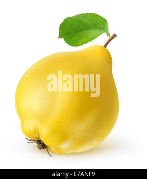 Quitte Frucht auf weißem Hintergrund Stockfoto