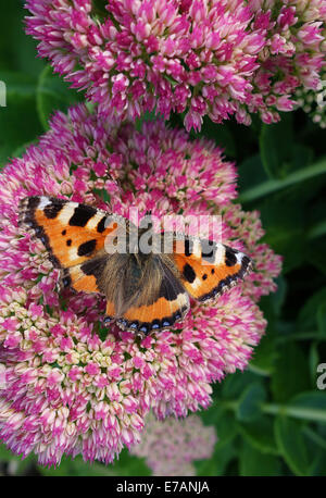 Kleiner Fuchs Schmetterling auf Sedum Blume Uk Stockfoto