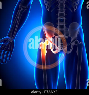 Hüftgelenk - Anatomie-Knochen Stockfoto