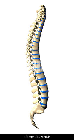 Wirbelsäule Wirbel - seitliche Ansicht / Seitenansicht Stockfoto