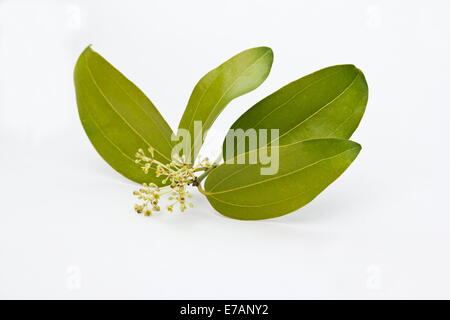 Zimt (Cinnamomum Verum) Blätter und Knospen auf weißem Hintergrund Stockfoto