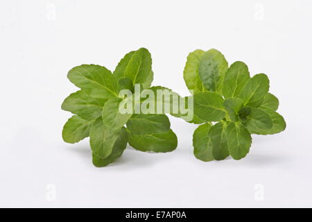 Minze (Mentha Pulegium) Zweige auf weißem Hintergrund Stockfoto