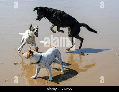 Hunde am Strand spielen Stockfoto