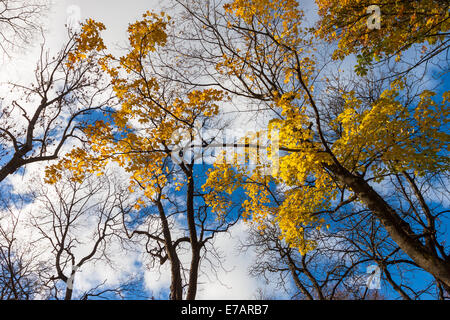 Herbstlaub Ahornbäume über blauer Himmel mit weißen Wolken Stockfoto