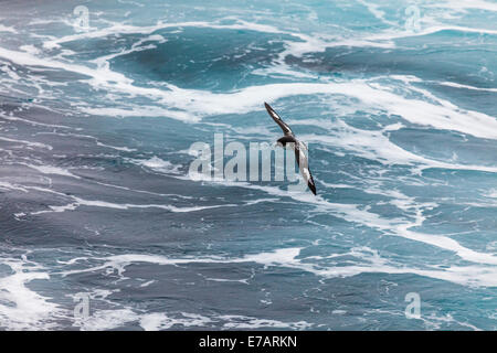 Ein Cape Petrel (Daption Capense) fliegen in der Nähe der Meeresoberfläche, in der Nähe von Half Moon Island, Antarktis Stockfoto