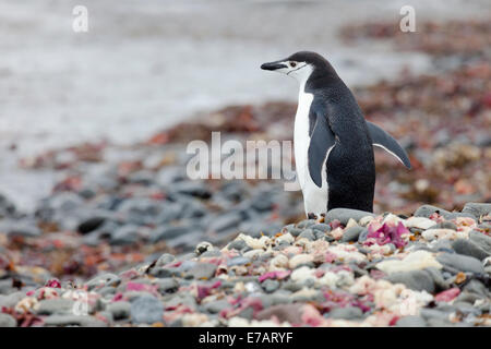 Kinnriemen Pinguin (Pygoscelis Antarcticus) auf der Küste, Aitcho Island, Antarktis Stockfoto