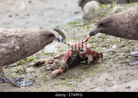 Zwei braune Raubmöwen (Stercorarius Antarcticus) kämpfen über Pinguin bleibt Stockfoto