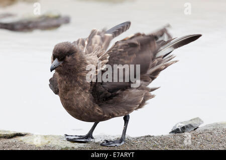 Eine braune Skua (Stercorarius Antarcticus) Stockfoto