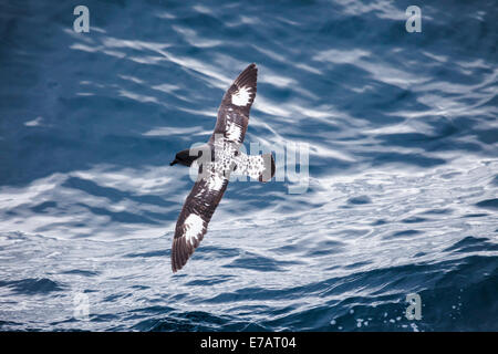 Ein Cape Petrel (Daption Capense) fliegen in der Nähe der Meeresoberfläche, in der Nähe von Half Moon Island, Antarktis Stockfoto