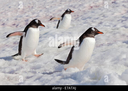 Die langschwänzigen Gentoo Penguins Klettern auf Schnee (Pygoscelis Papua), Peterman Island, Antarktis Stockfoto