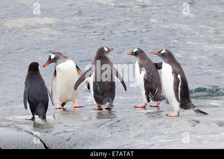 Long-tailed Gentoo Penguins (Pygoscelis Papua) auf einem felsigen Ufer, nützliche Insel, Antarktis Stockfoto