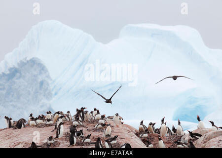 Gentoo (Pygoscelis Papua) Pinguinkolonie von Süden polar Raubmöwen (Stercorarius Maccormicki) angegriffen nützliche Insel, Antarktis Stockfoto