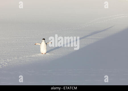 Kinnriemen Pinguin (Pygoscelis Antarcticus) Erwärmung in der Morgensonne, Orne Harbour, Antarktis Stockfoto